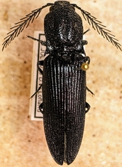 Pityobius murrayi