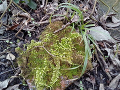 Brachythecium rutabulum