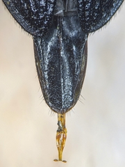 Pityobius murrayi