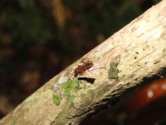 Ectatomma tuberculatum