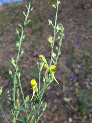 Linaria genistifolia