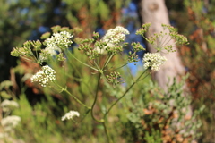 Physospermum cornubiense