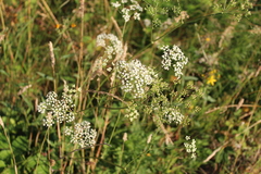 Physospermum cornubiense