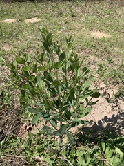 Baptisia nuttalliana