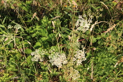 Physospermum cornubiense
