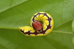 Chadisra bipars