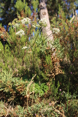 Physospermum cornubiense