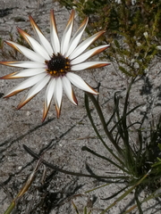 Dimorphotheca nudicaulis