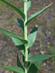 Linaria genistifolia