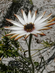 Dimorphotheca nudicaulis