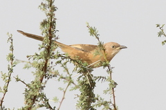 Argya fulva