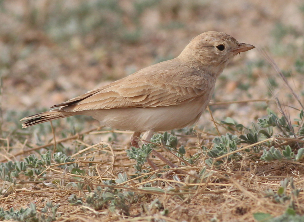 Bar-tailed Lark photo