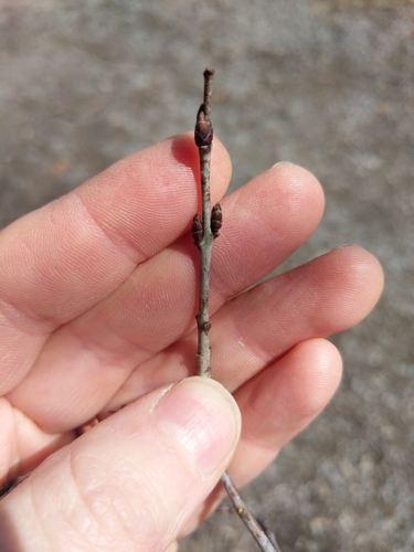 Rhamnus cathartica