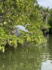 Egretta tricolor image