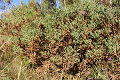 Genista tridentata