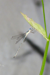Lestes undulatus