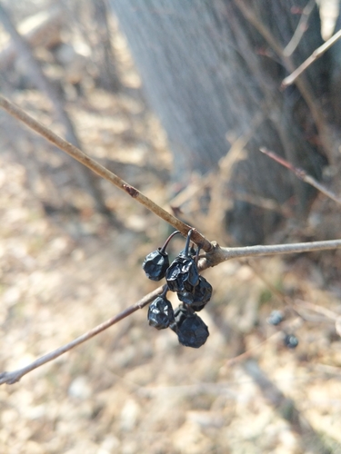 Rhamnus cathartica