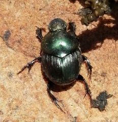 Proagoderus chalcostolus