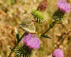 Cirsium ciliatum