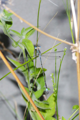 Lestes undulatus