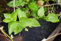 Chiropetalum griseum