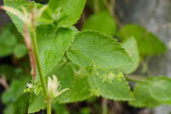 Chiropetalum griseum