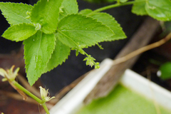 Chiropetalum griseum