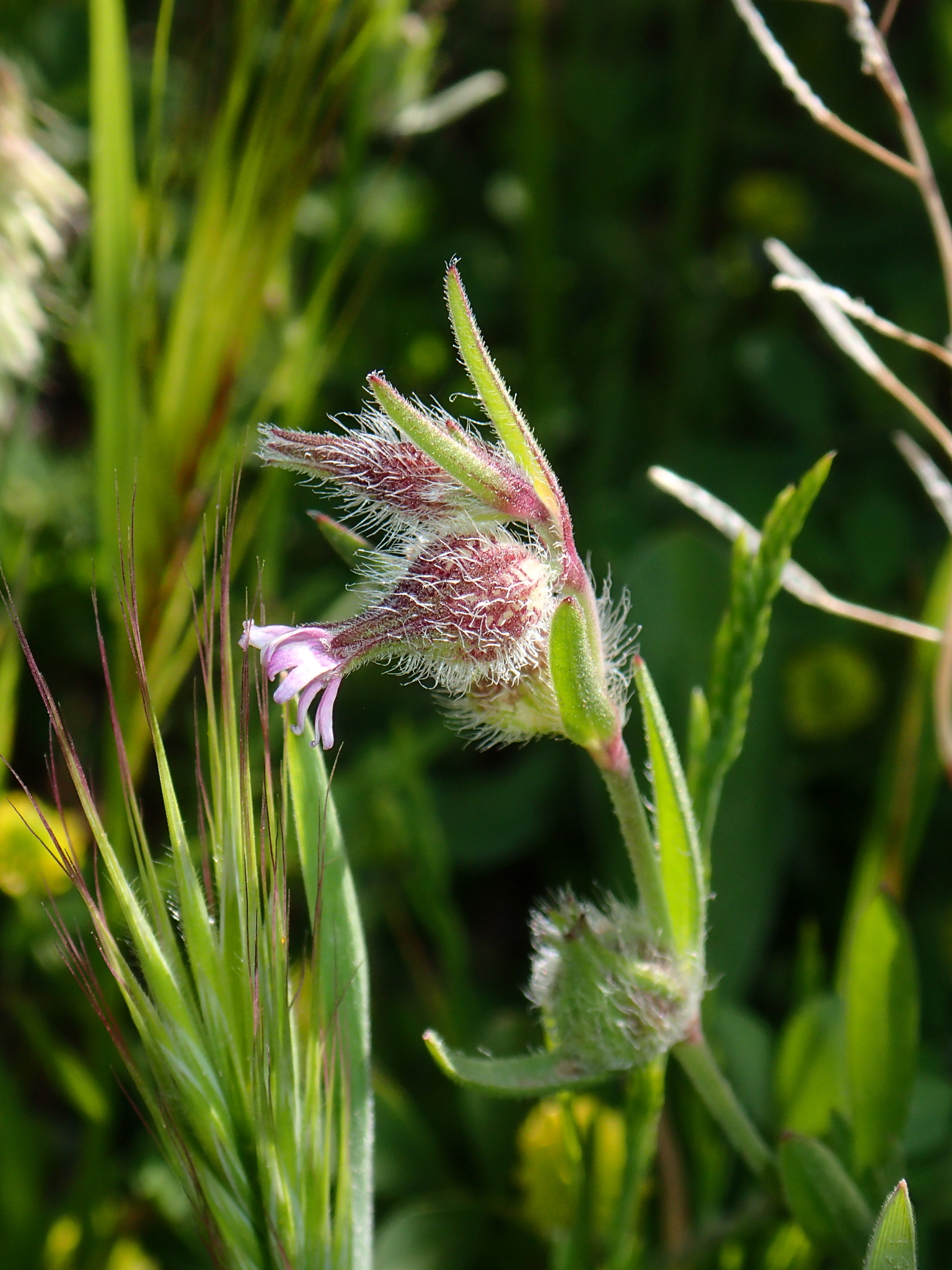 Silene tridentata