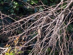 Zonotrichia atricapilla