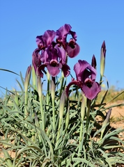 Iris mariae