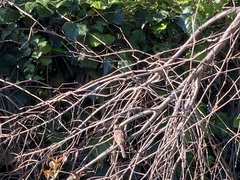 Zonotrichia atricapilla
