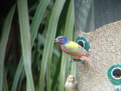 Passerina ciris ciris