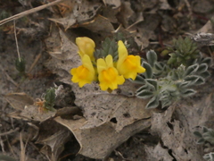 Linaria polygalifolia