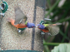 Passerina ciris ciris