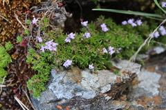 Thymus caespititius