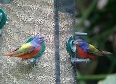 Passerina ciris ciris