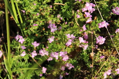 Thymus caespititius