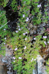 Thymus caespititius