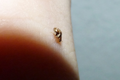 Psyllobora bicongregata