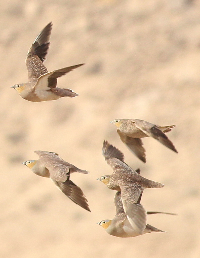 Crowned Sandgrouse