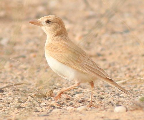Dunn's Lark (Eremalauda dunni), photo 9
