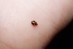 Psyllobora bicongregata