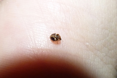 Psyllobora bicongregata