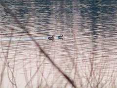 Podiceps auritus