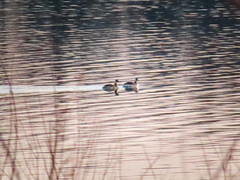 Podiceps auritus