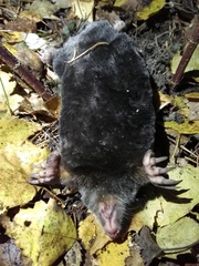 Altai Mole photo 3
