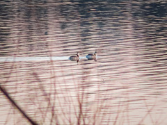 Podiceps auritus