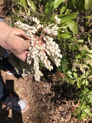 Pieris