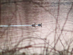 Podiceps auritus