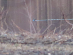 Podiceps auritus